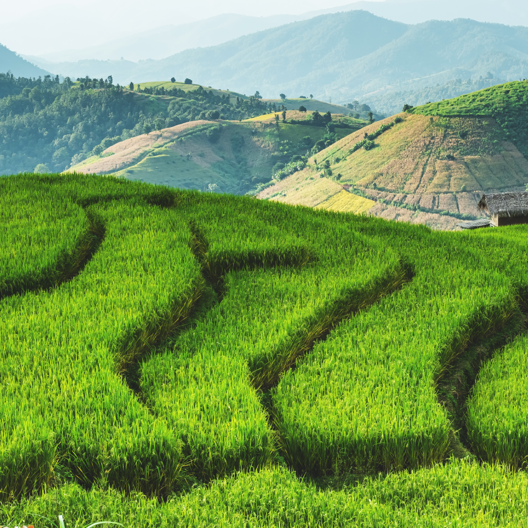 บ้านป่าบงเปียง ที่เที่ยวเชียงใหม่หน้าฝน