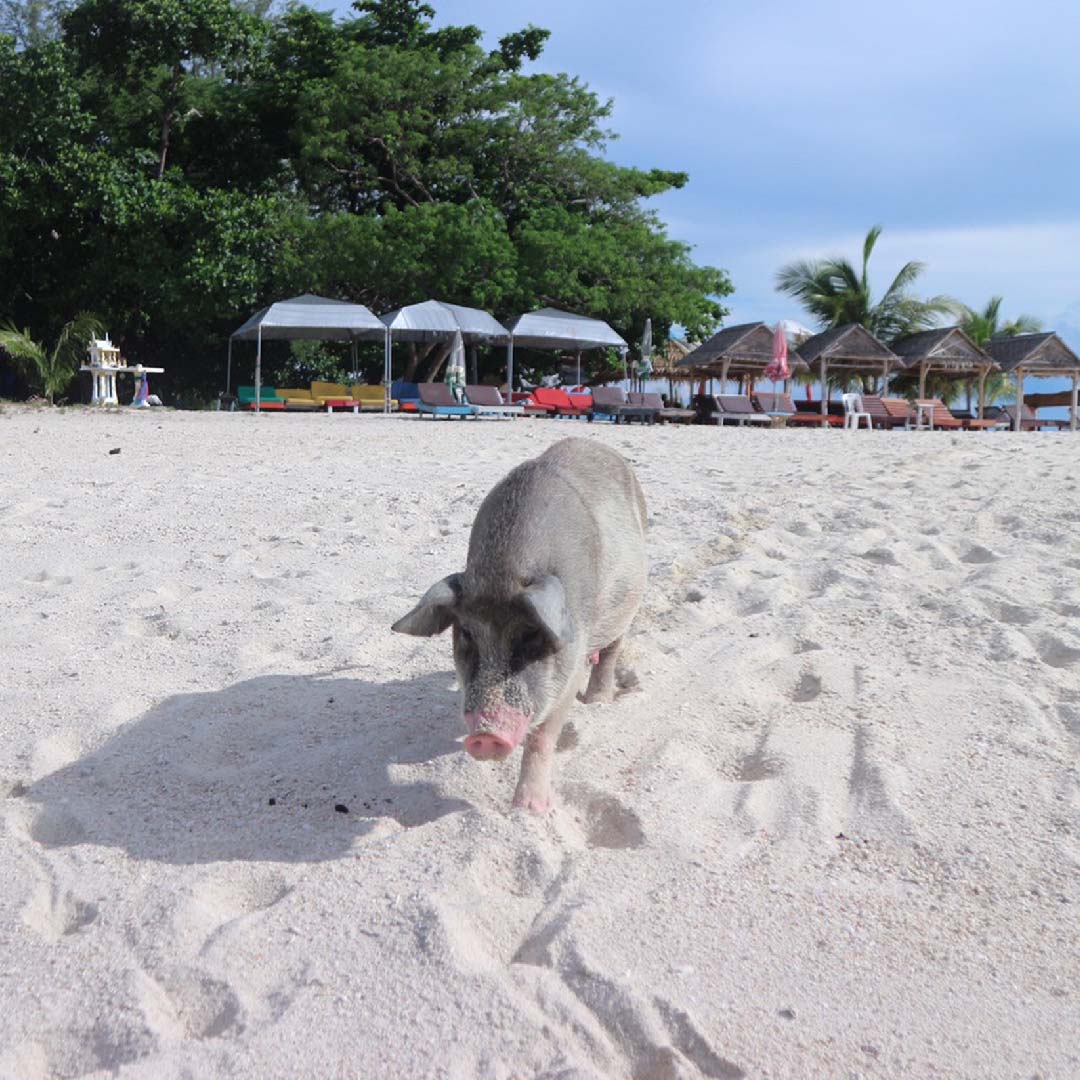 เกาะมัดสุม เกาะในสุราษฎร์ธานี