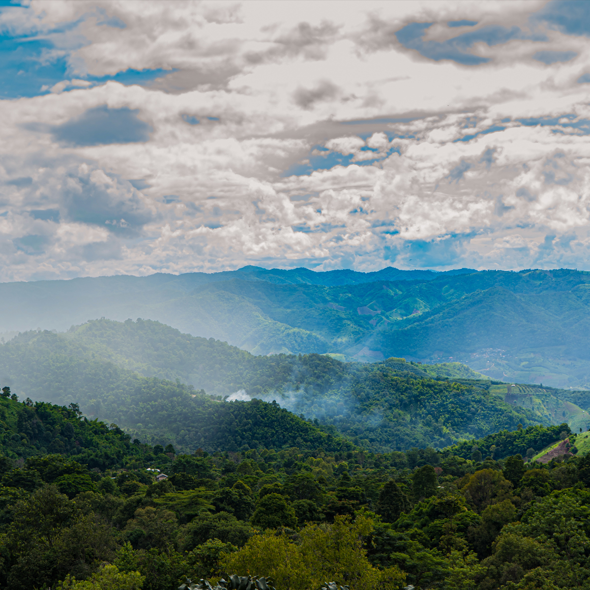 ดอยช้าง ที่ท่องเที่ยวเชียงราย